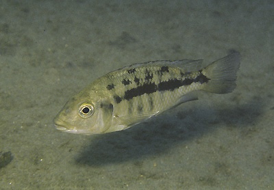 Protomelas spilonotus 'Bandawe Point'